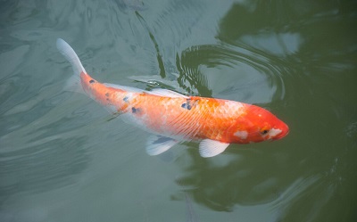 魚什么時候最好吃？